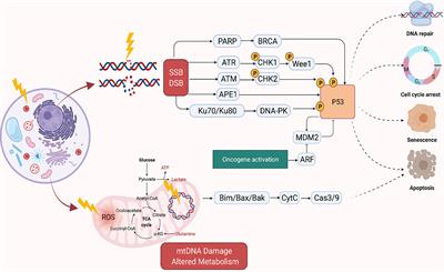 Clinical and Preclinical Outcomes of Combining Targeted Therapy With Radiotherapy